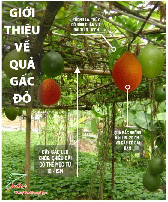 giới thiệu cây gấc quả gấc